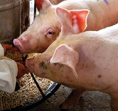 Livestock Production
