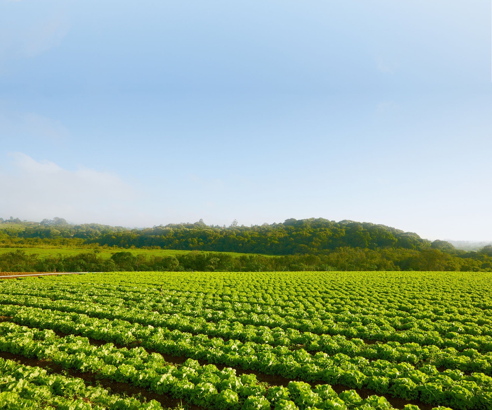 Pea farm